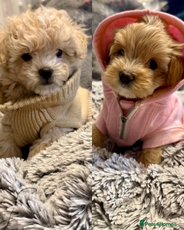 Maltipoo dogs Adorable F1B Maltipoos Ready for new 🏡 - Advert 4