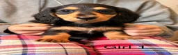 Miniature Dachshund dogs for sale: Long Haired - READY NOW. - Advert 12