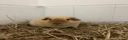 Guinea Pig rodents for sale: 2 male guinea pigs (Californian & Shiba) - Advert 4