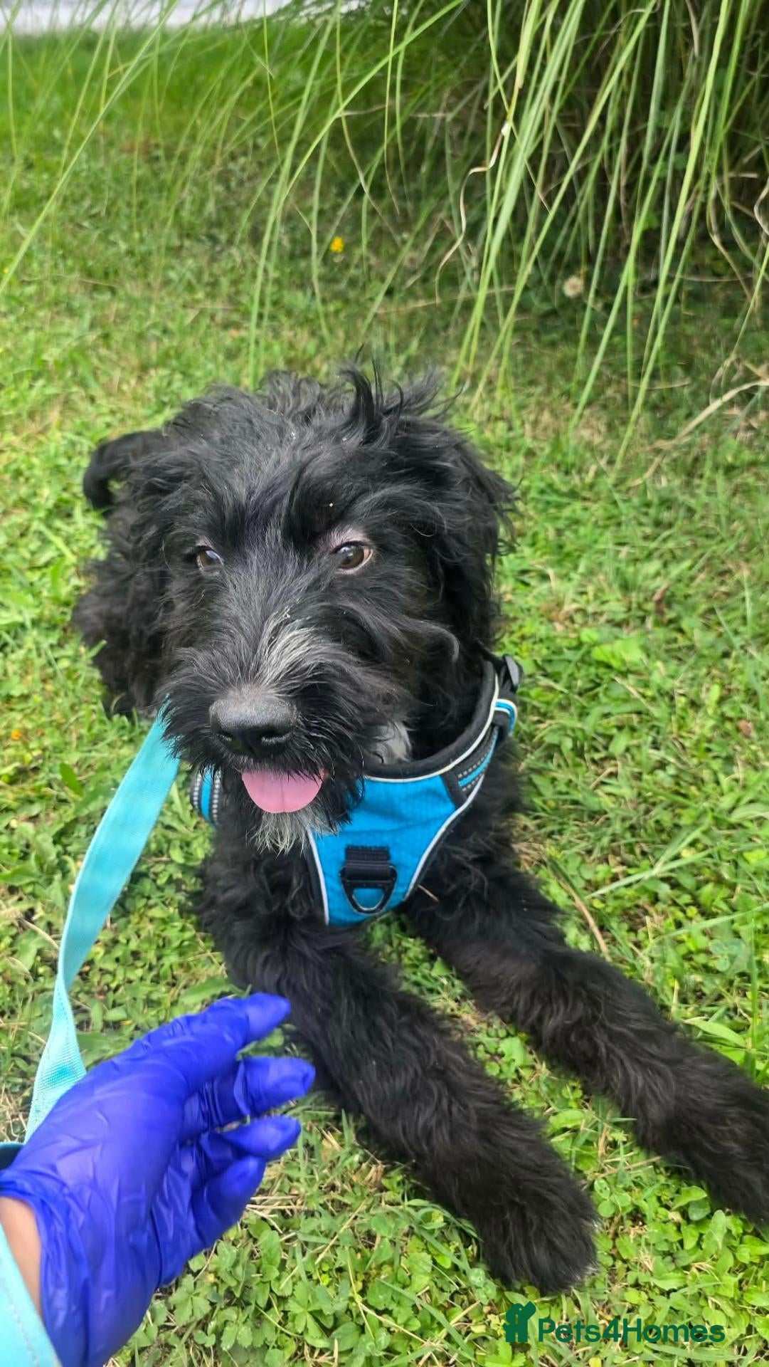 Mixed Breed dogs Bert  - Advert 1