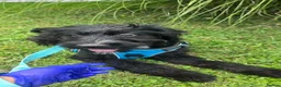 Mixed Breed dogs for adoption: Bert  - Advert 1
