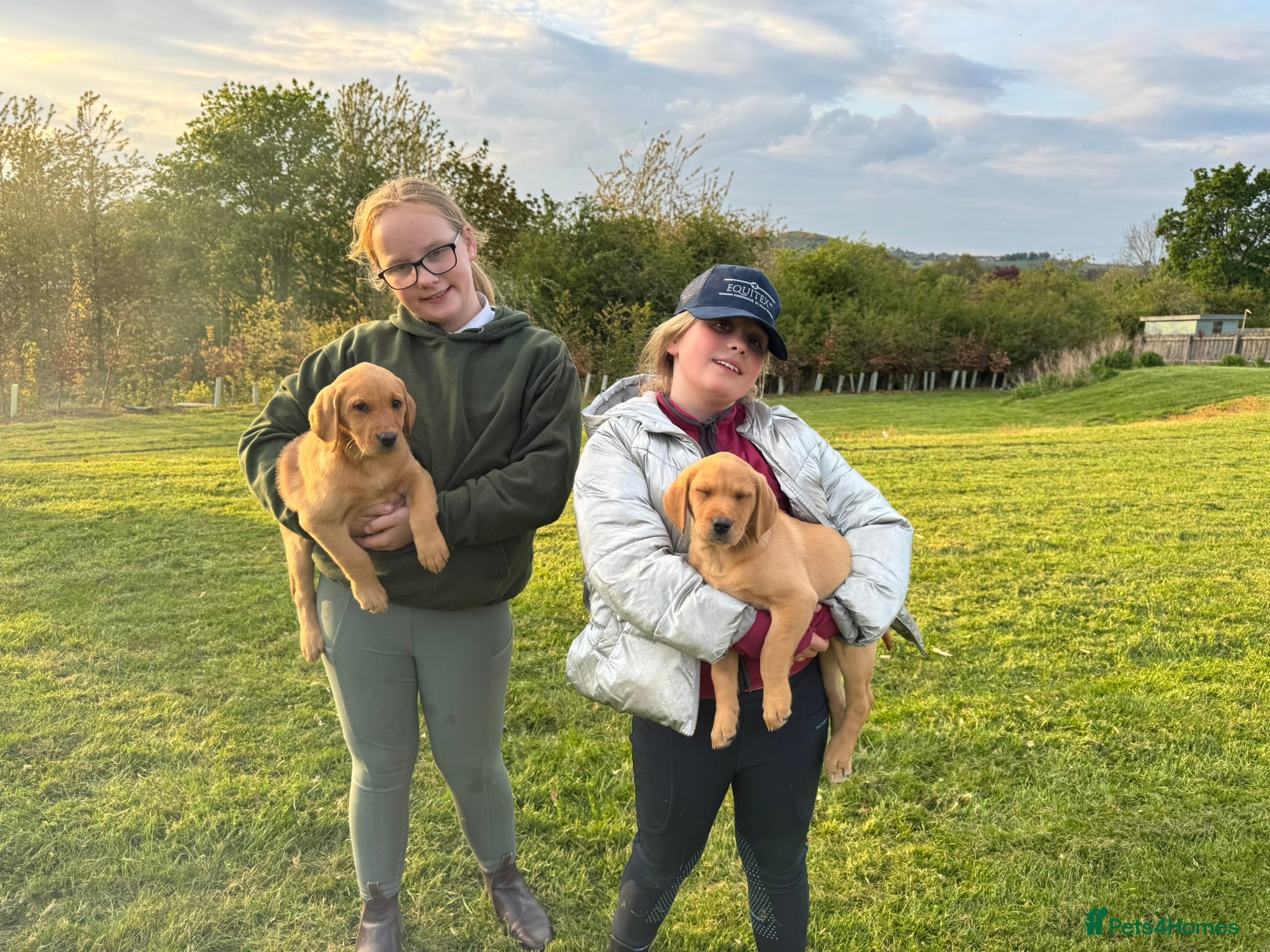 Labrador Retriever dogs for sale: Working Pet Bred; Highly Regarded Labrador Lineage - Advert 7