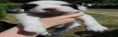 Cairnagy Rex