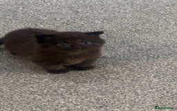 Mixed Breed cats for sale: Very Gorgeous Longhair  male kitten for sale  - Image 5