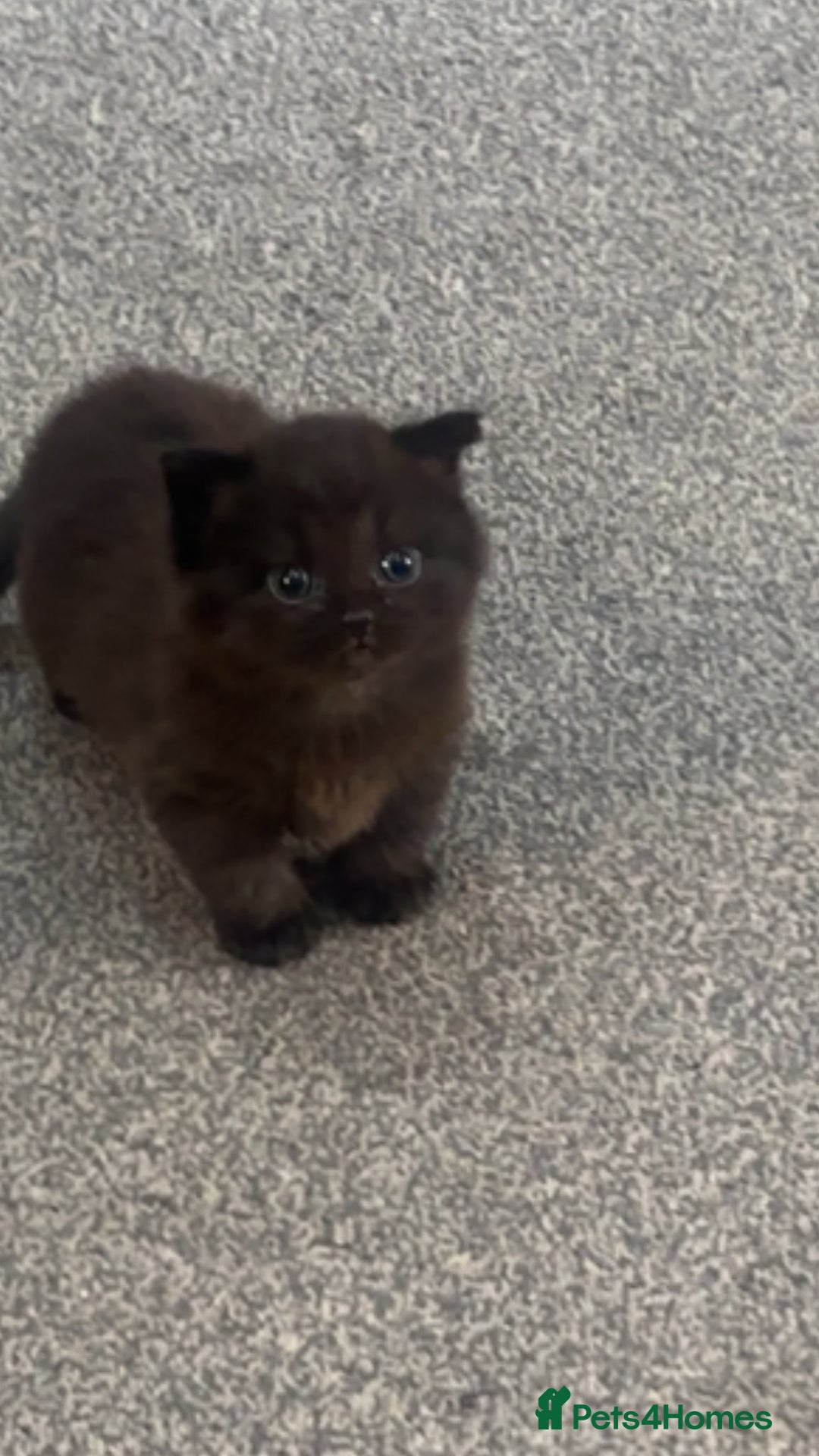 Mixed Breed cats for sale: Very Gorgeous Longhair  male kitten for sale  - Image 5