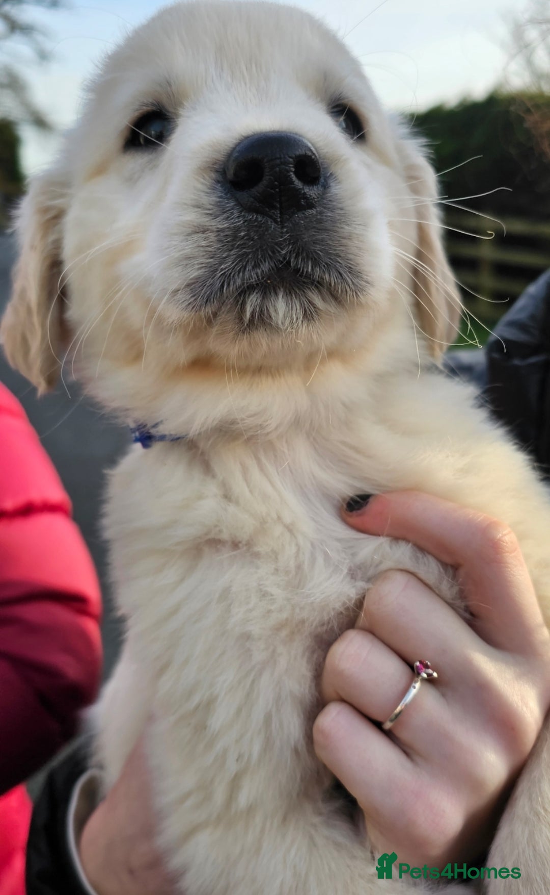 Golden Retriever dogs for sale: Beautiful Golden Retriever Puppies  - Advert 4