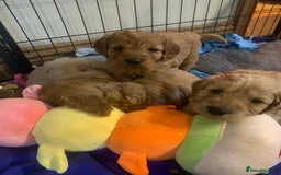 Cockapoo dogs for sale: Adorable Cockapoo puppies - Image 6