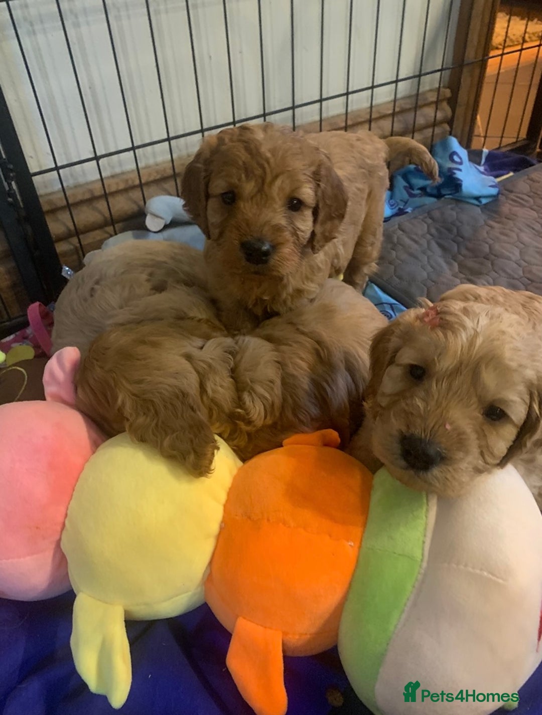 Cockapoo dogs for sale: Adorable Cockapoo puppies - Image 6