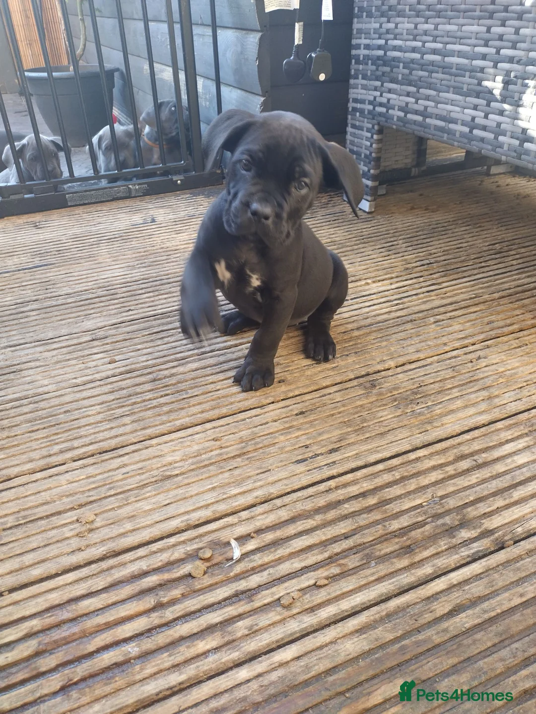 Cane Corso dogs for sale: Reduced! Champion Bloodline Cane Corso Puppies - Advert 25