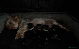 Yorkshire Terrier dogs for sale: 🐾 Miniature Yorkshire Terrier Puppies 🐾 - Image 9