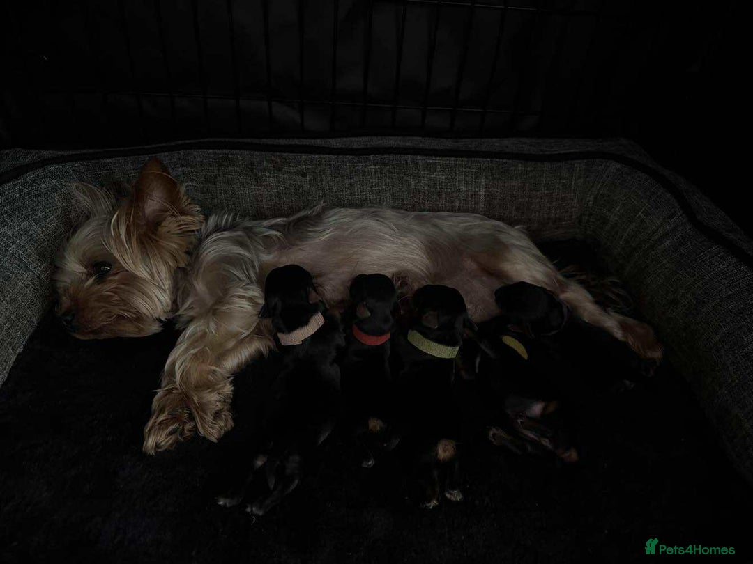 Yorkshire Terrier dogs for sale: 🐾 Miniature Yorkshire Terrier Puppies 🐾 - Image 9