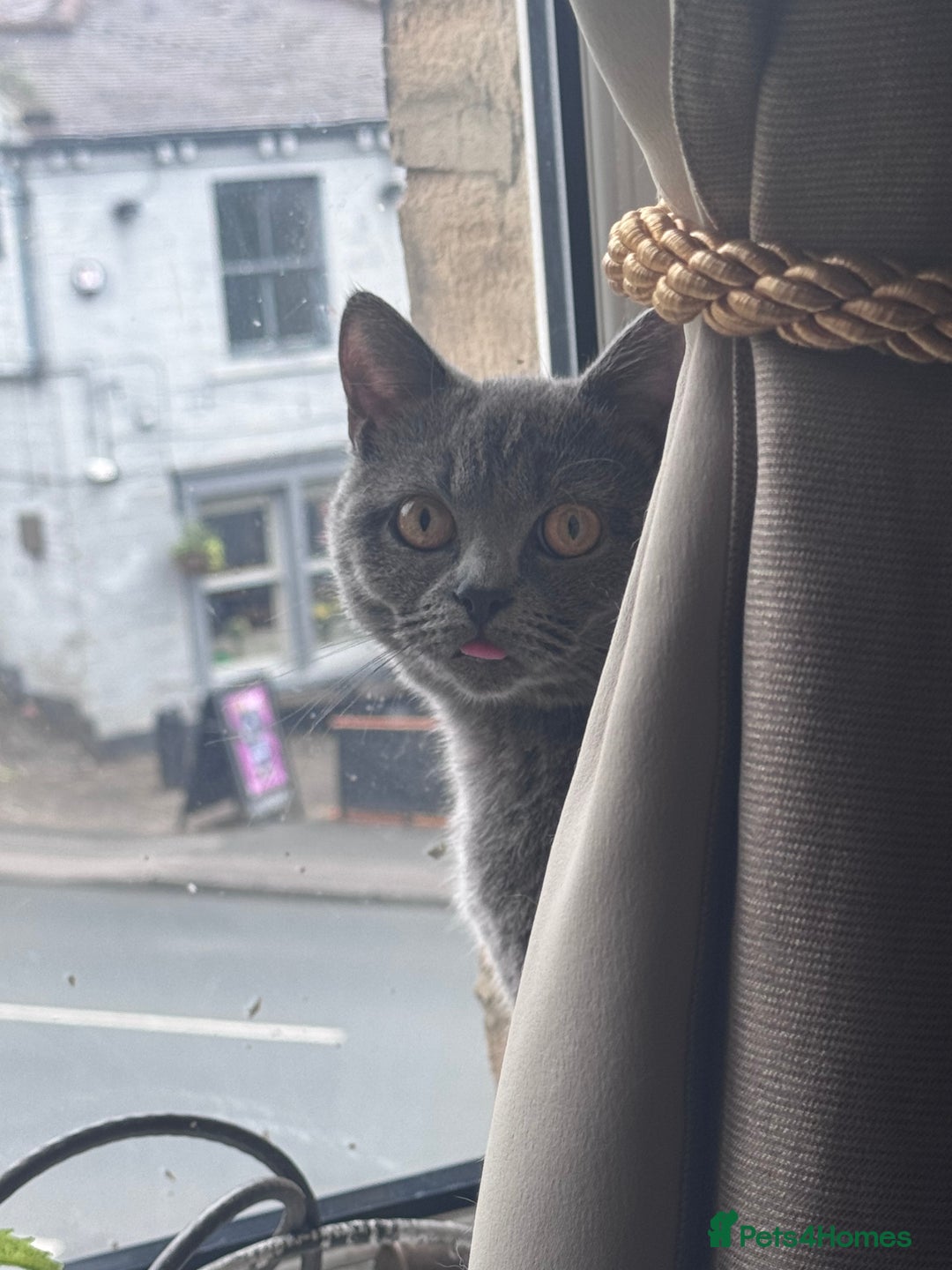 British Shorthair cats for sale: Beautiful British short hair  - Image 8