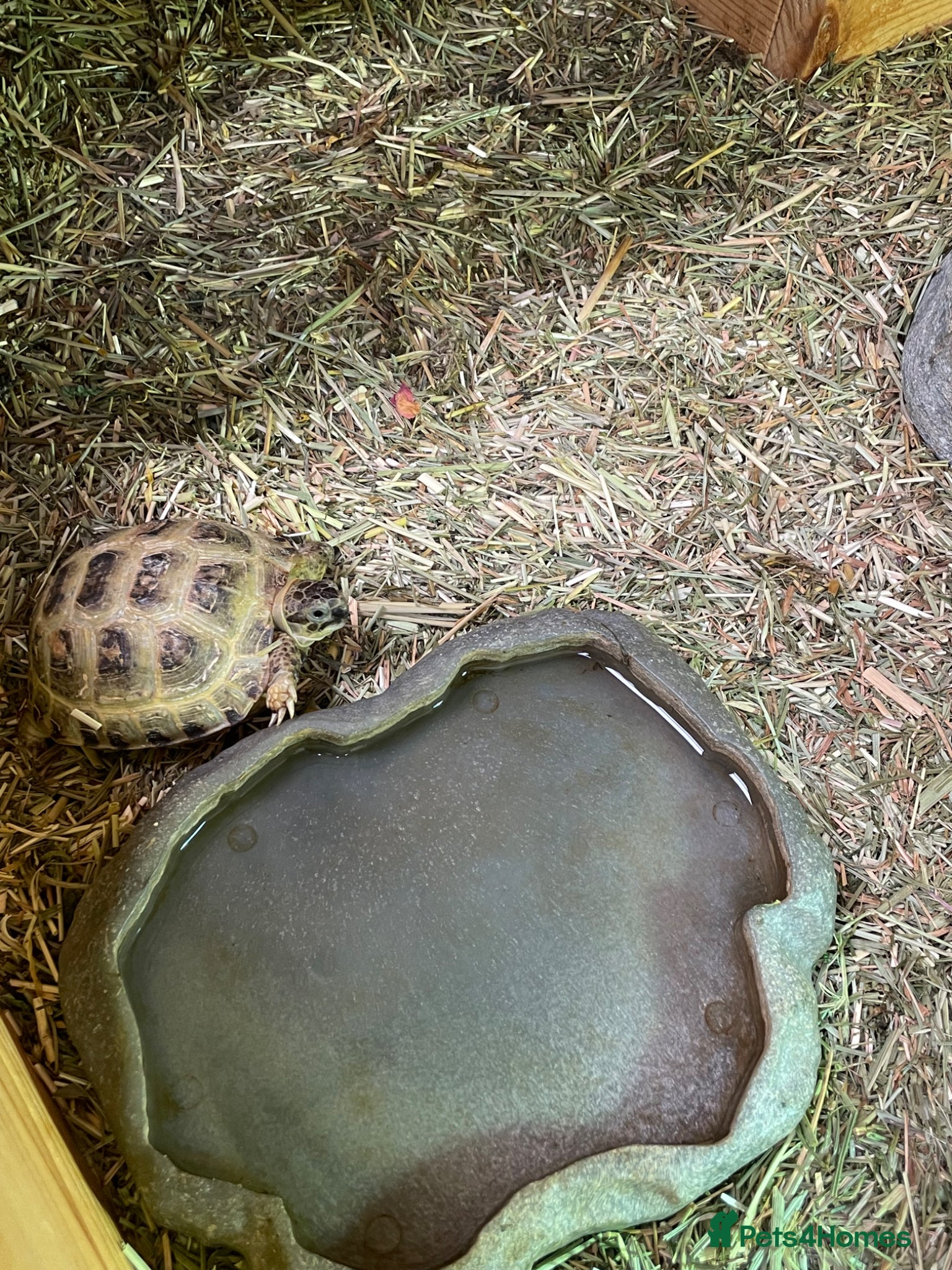 Tortoise reptiles for sale: Baby Horsefield Tortoises Available  - Advert 8
