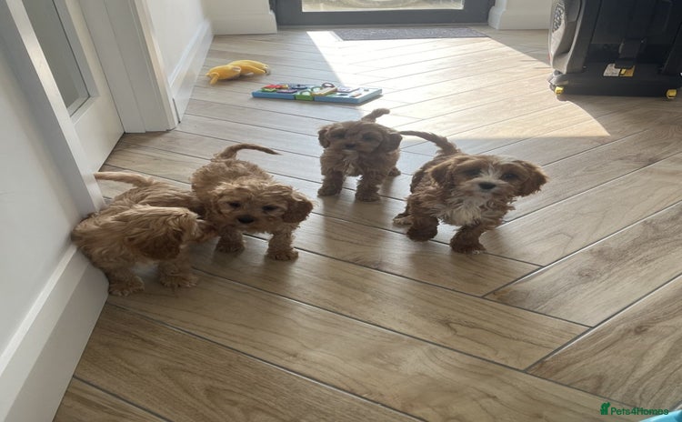 Cavapoo dogs - Advert 2