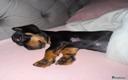 Chiweenie dogs for sale: Dachshund 1 girl left - Image 1