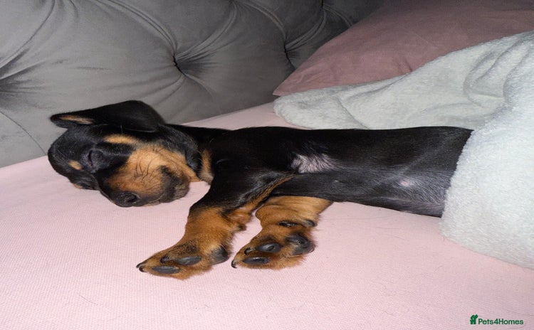Chiweenie dogs - Advert 1