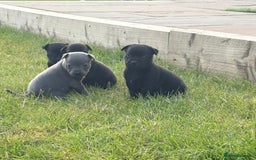 Staffordshire Bull Terrier dogs for sale: Beautiful staffordshire bull terrier puppies  - Image 1