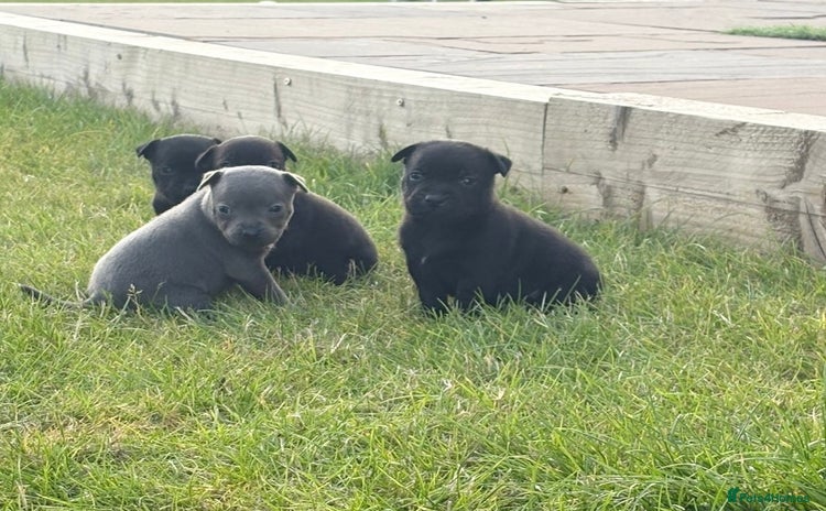 Staffordshire Bull Terrier dogs - Advert 3