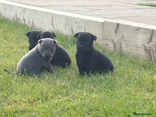 Staffordshire Bull Terrier dogs - Advert 6