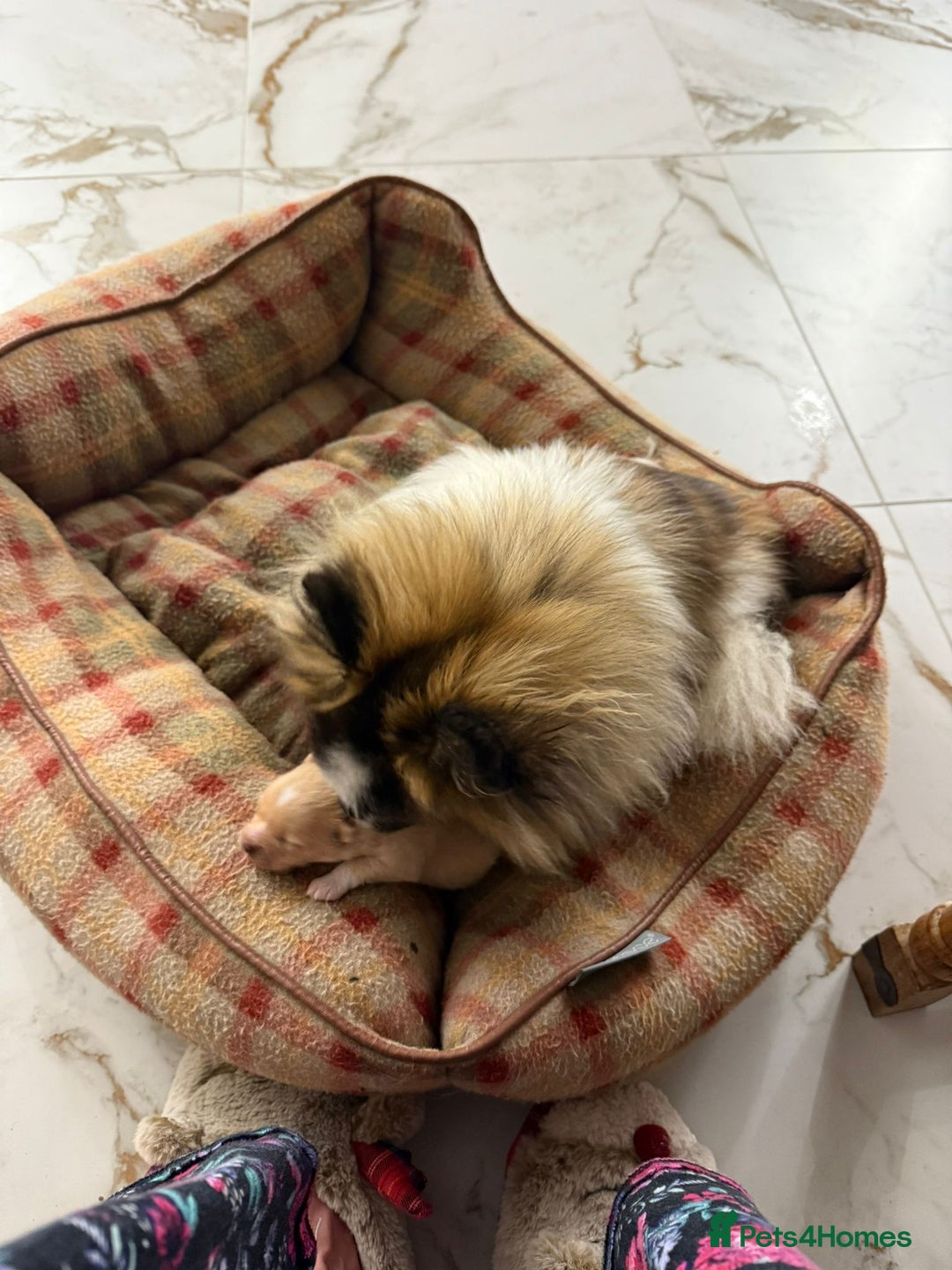 Pomeranian dogs for stud: Kc Pomeranian Male For STUD DUTIES - Advert 12