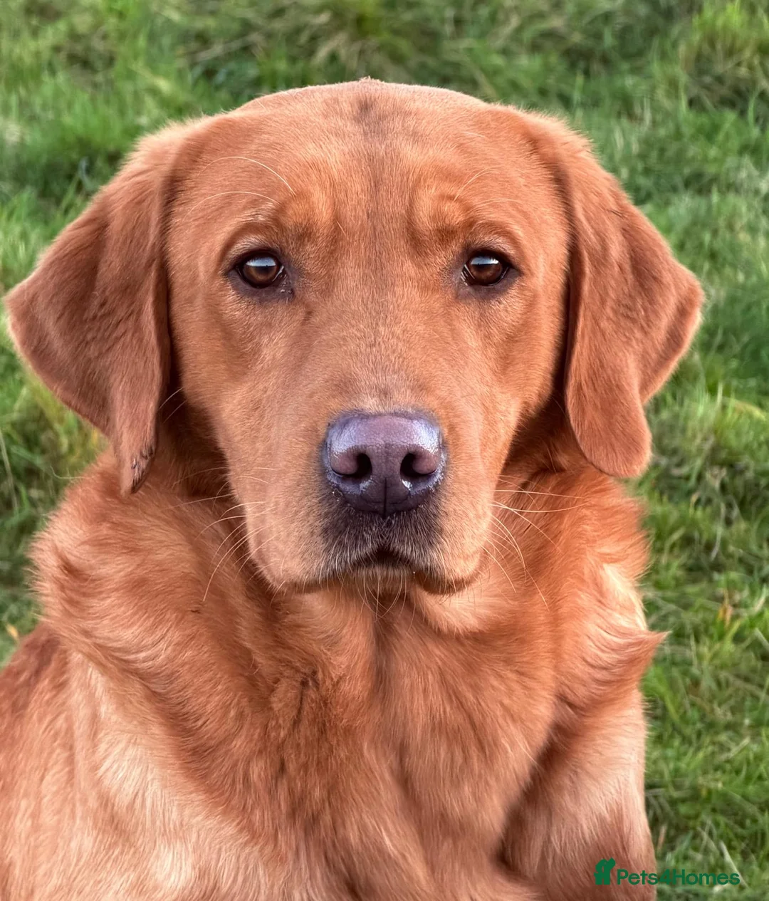 Labrador Retriever dogs for sale: KC reg fox red Labradors  - Advert 12