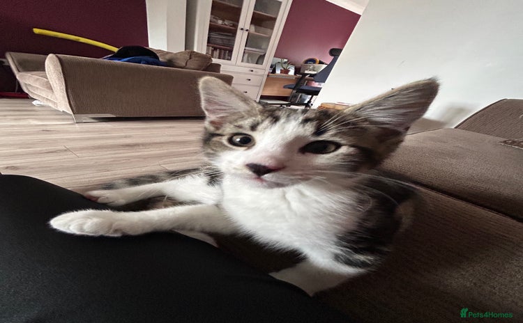 Domestic Shorthair cats - Advert 2