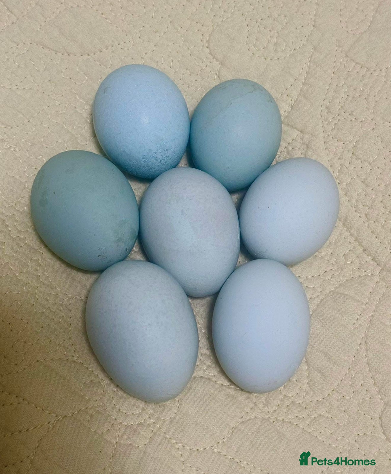 Chickens poultry Day old chicks, Are you chasing the rainbow eggs.  - Advert 15