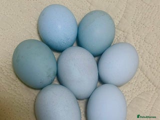 Chickens poultry Day old chicks, Are you chasing the rainbow eggs. - Advert 15