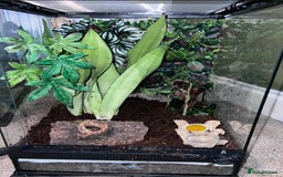 Gecko reptiles for sale: 2 baby crested geckos - Image 2