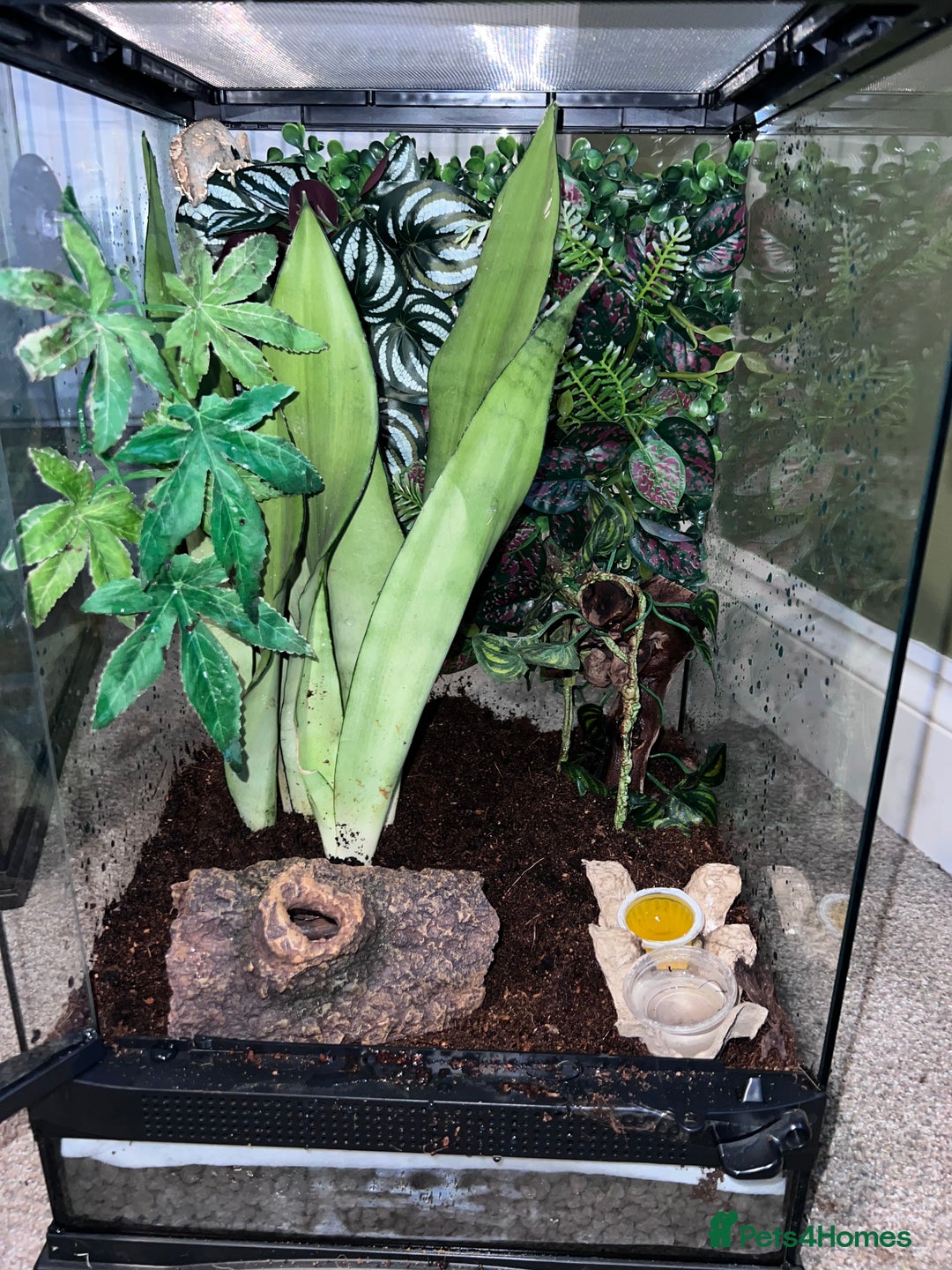 Gecko reptiles for sale: 2 baby crested geckos - Image 2
