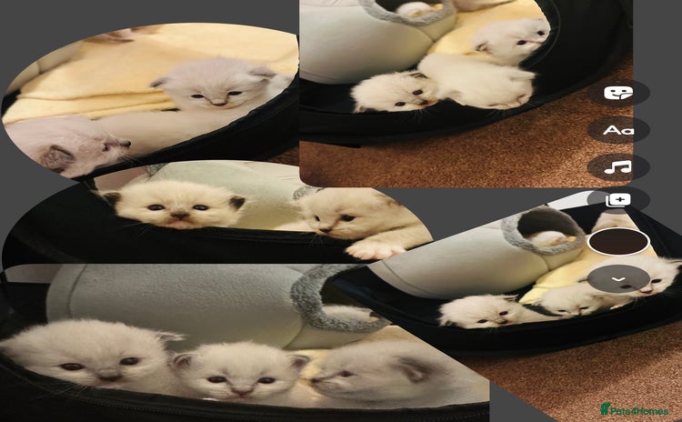 Ragdoll cats - Advert 9