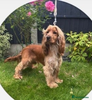 Cocker Spaniel dogs 🧬 Health Tested Show Type Cocker Spaniel Stud 🧬  - Advert 10