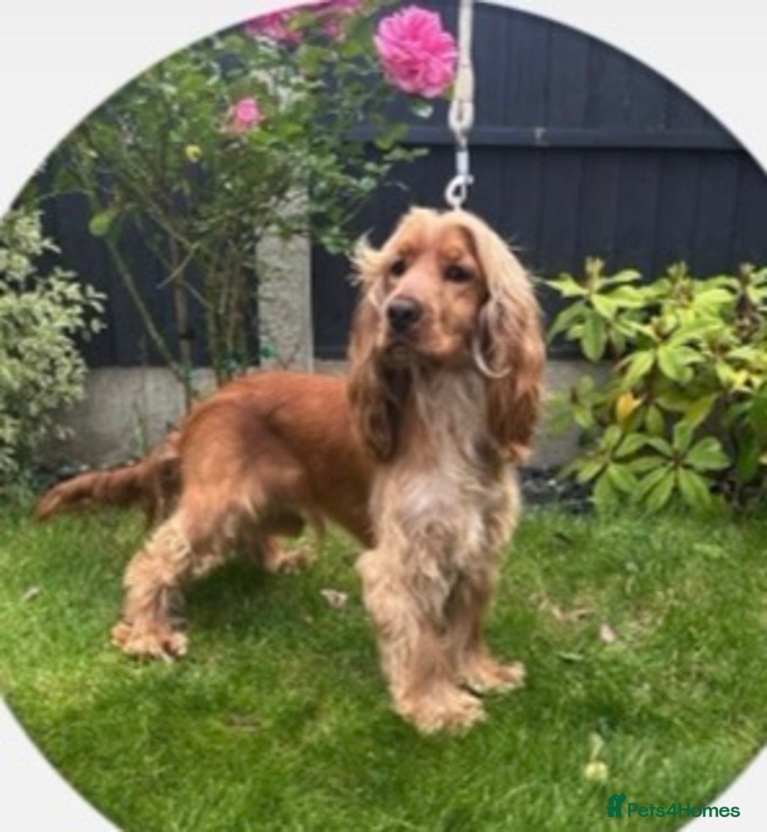 Cocker Spaniel dogs for stud: 🧬 Health Tested Show Type Cocker Spaniel Stud 🧬  - Image 6