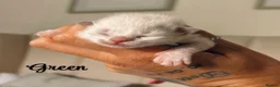 Ragdoll cats for sale: Ragdoll kittens  - Advert 7