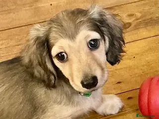 Miniature Dachshund dogs KC reg mini longhaired dachshund pups - Advert 1