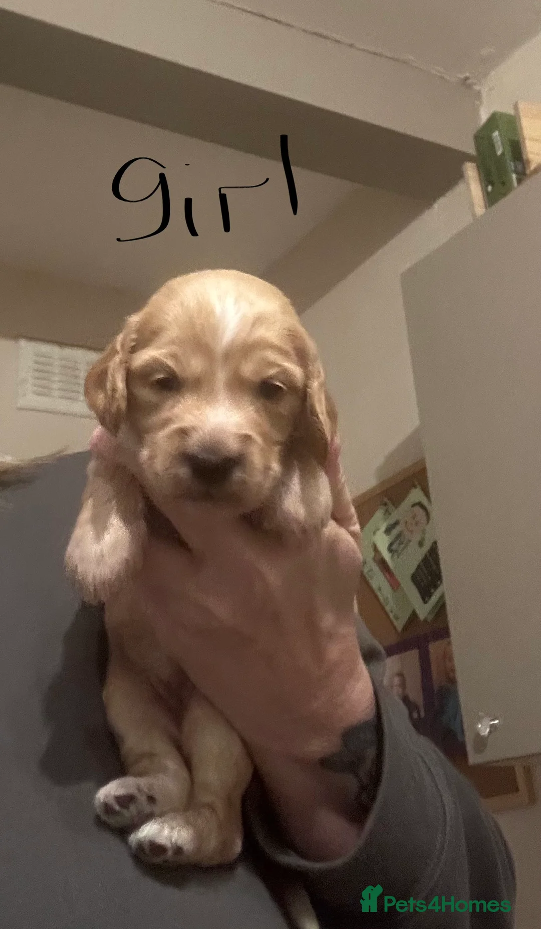 Cockapoo dogs for sale: Cockapoo puppies for sale  - Advert 13