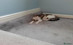 European cats for sale: 5 European Kittens for sale.  - Image 2