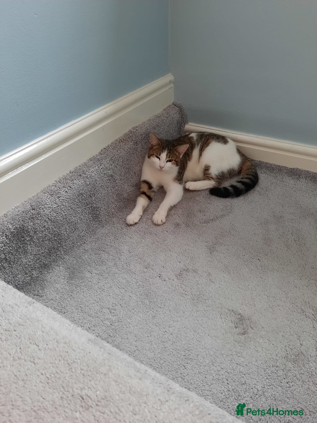 European cats for sale: 5 European Kittens for sale.  - Image 2