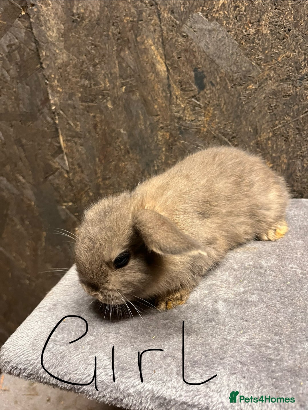 Mini Lop rabbits for sale: Mini lop  - Advert 5