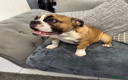 English Bulldog dogs for sale: British bulldog  - Image 4
