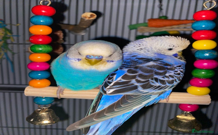 Budgerigars birds - Advert 1