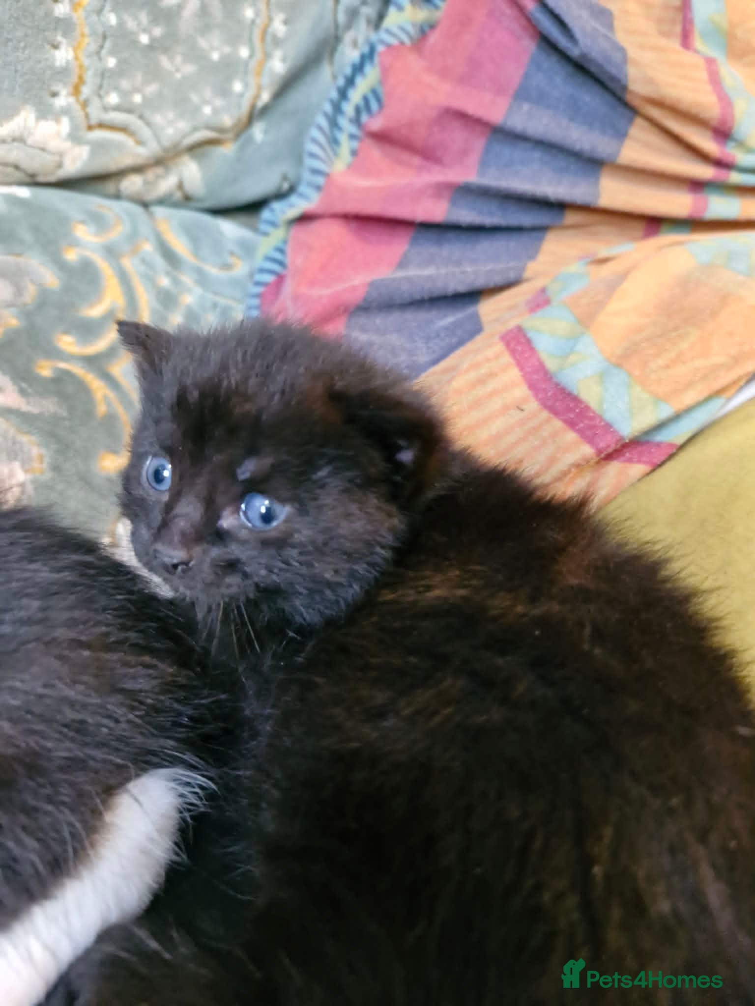 Maine Coon cats for sale: Maine Coon/Turkish Angora X kittens - Advert 6
