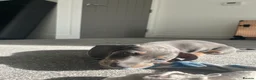 Dachshund dogs for sale: miniature daschund  - Advert 2
