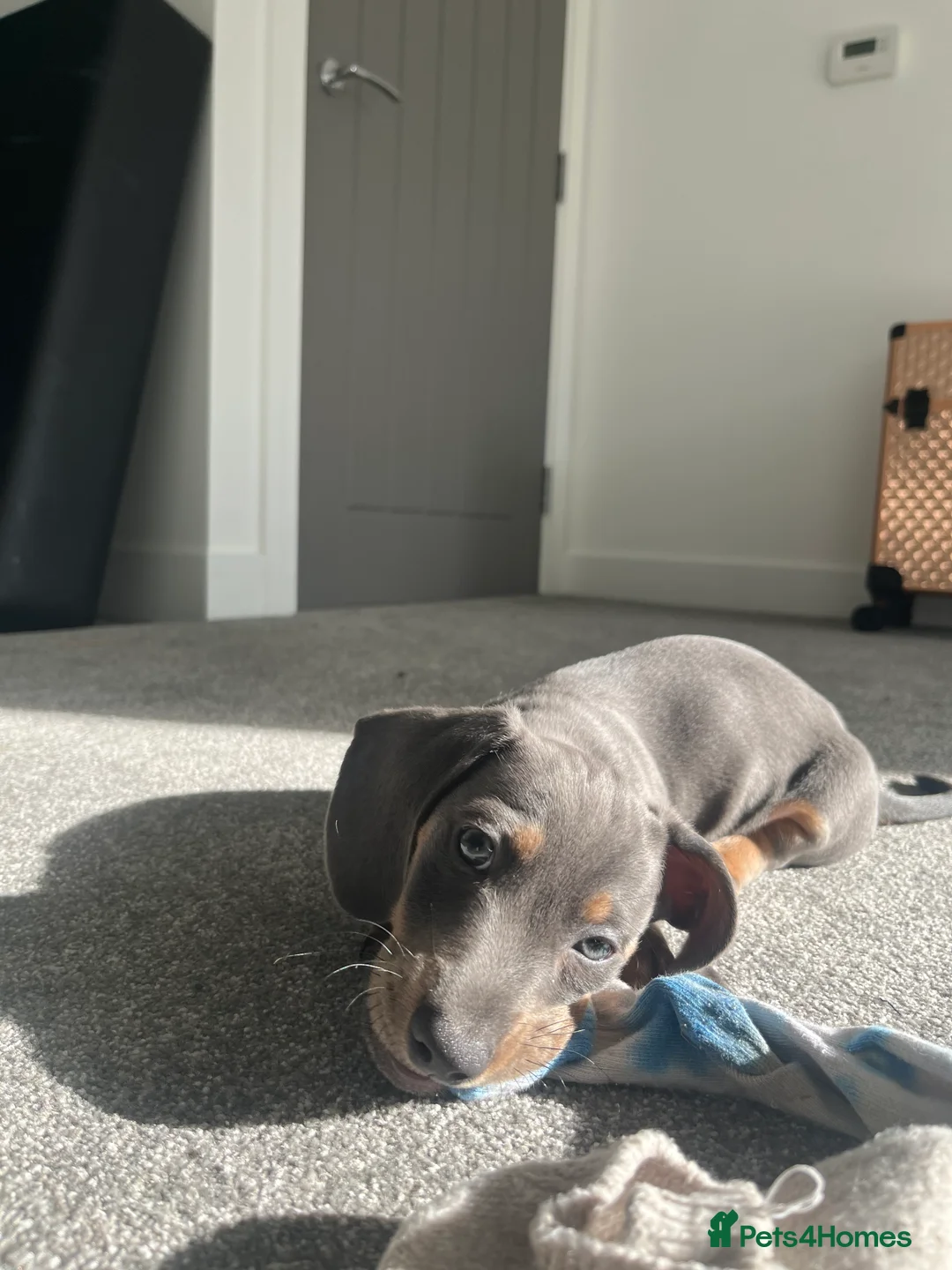 Dachshund dogs for sale: miniature daschund  - Advert 2