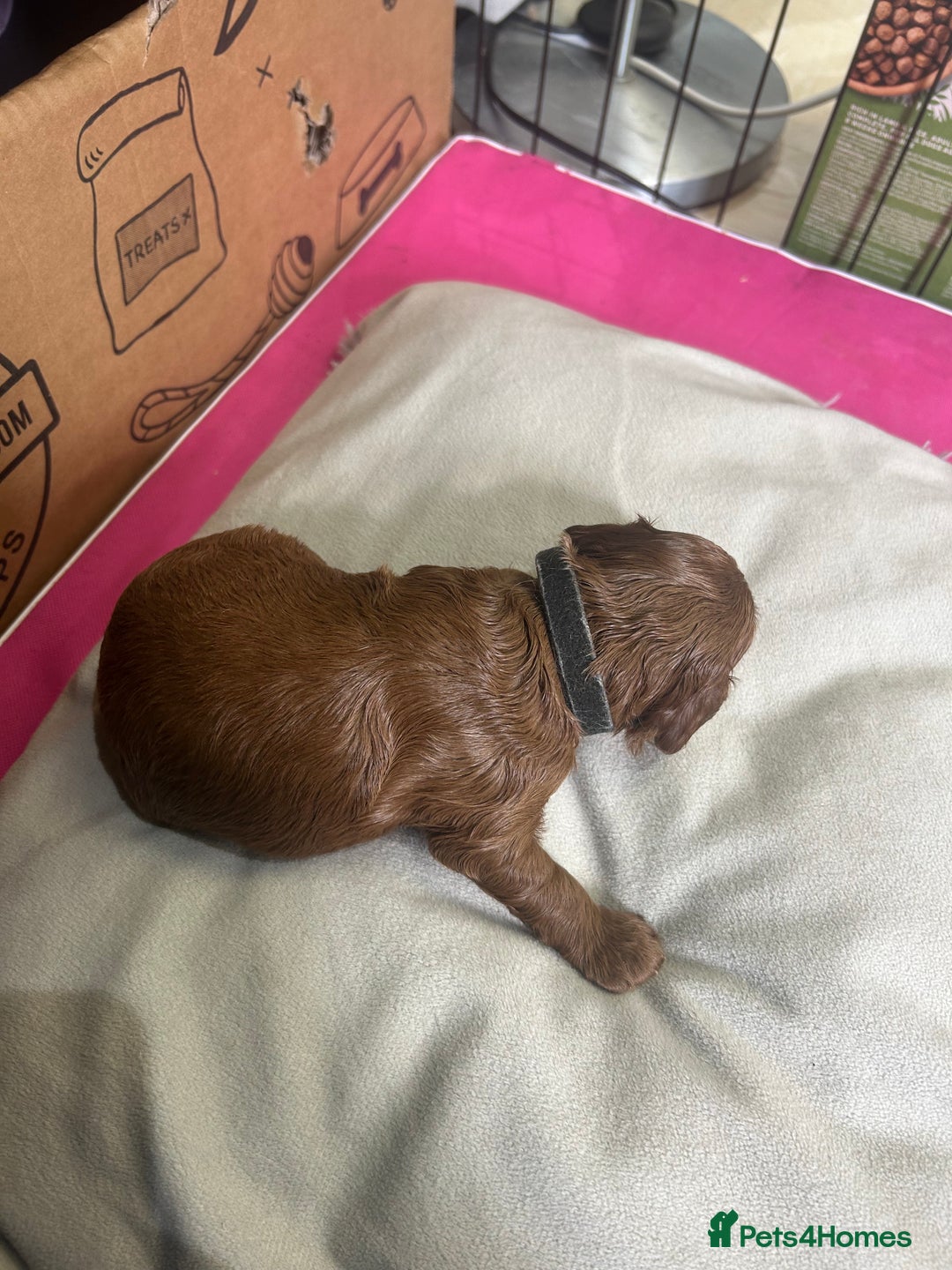 Cavapoo dogs for sale: 7 gorgeous F1b Cavapoo Puppies (4 girls & 3 boys)  - Image 21