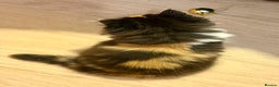British Longhair cats for sale: British Longhair girls TICA registered  - Advert 12