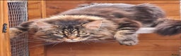 Maine Coon cats for sale: Beautiful Pedigree Mainecoons - Advert 13