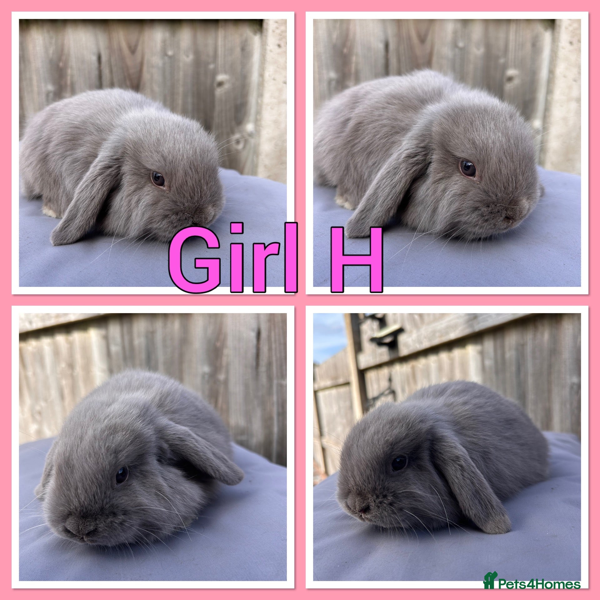 Mini Lop rabbits Mini lop babies  - Advert 2