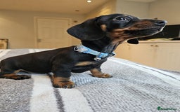 Dachshund dogs for sale: Gorgeous pure bred miniature dachshunds  - Image 6