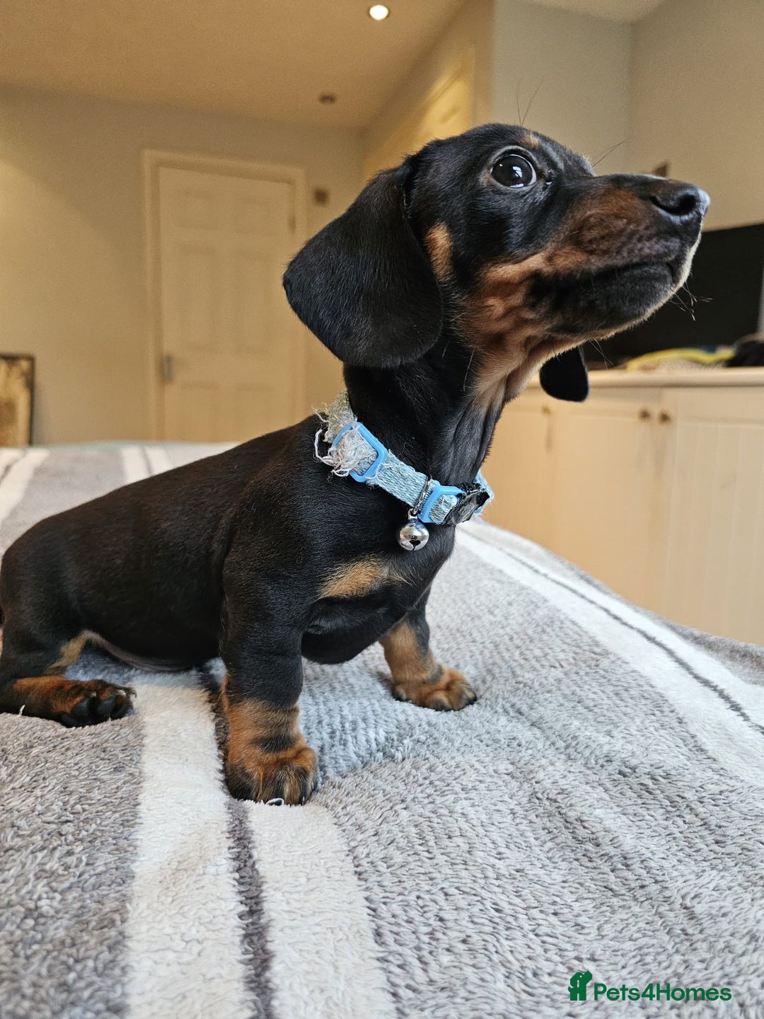 Dachshund dogs for sale: Gorgeous pure bred miniature dachshunds  - Image 6